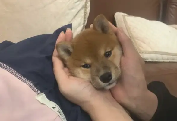 The dog's attitude towards the master was very good