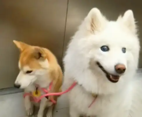 After the dog went blind, I raised a guide dog