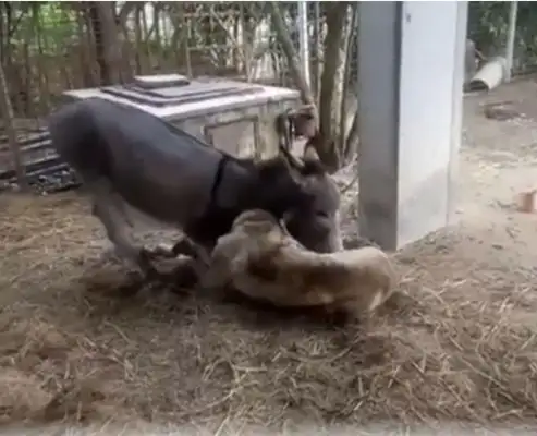 The disabled dog doesn't like it like that, but he knows a friend who's always stuck together