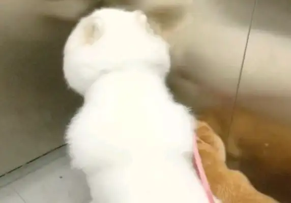 After the dog went blind, I raised a guide dog