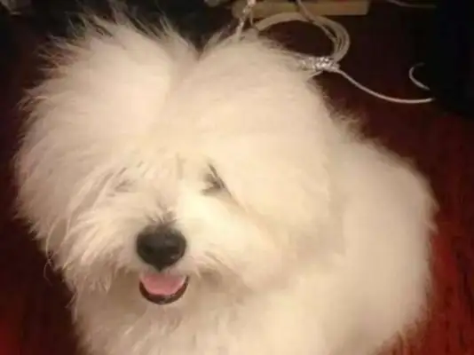 The dog bites the wire and gets electrocuted. The master laughs