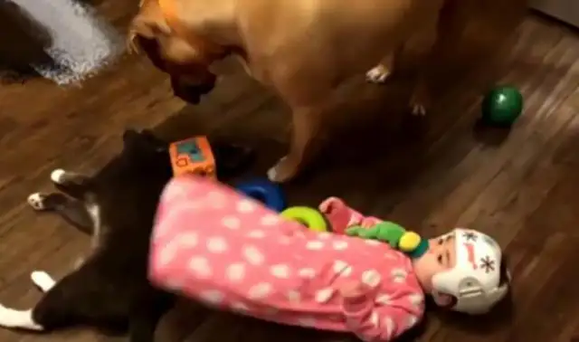 The little master, by mistake, injured the cat, but the little one got back at the dog, and the master, after saying why, commented on the pot!