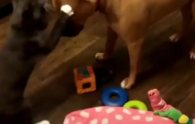 The little master, by mistake, injured the cat, but the little one got back at the dog, and the master, after saying why, commented on the pot!