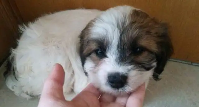 The little milk dog was thrown into the garbage can by the owner, and the girl was as happy as a changed dog