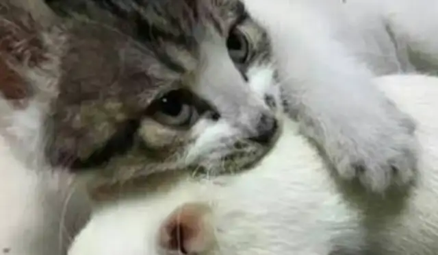 Cats and rats are together? "Eat a melon dog" is a little out of control