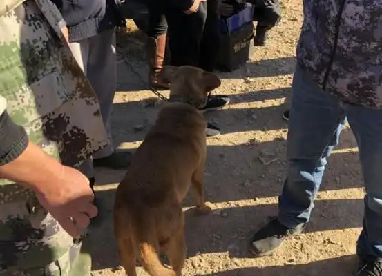 An old man sells a dog he's been raising for years, and he doesn't like it