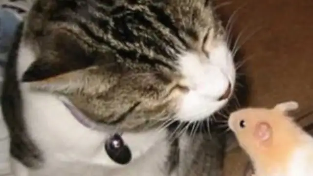 Cats and rats are together?