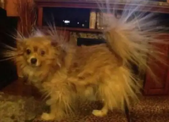 The dog bites the wire and gets electrocuted. The master laughs