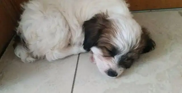 The little milk dog was thrown into the garbage can by the owner, and the girl was as happy as a changed dog