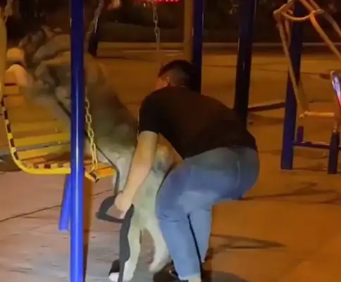 Master Shanxi took the dog to the swing chair, and the picture was so sweet