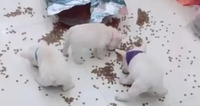 Four bulldog criminal gangs ate dog food, then they were blown up by a pooper