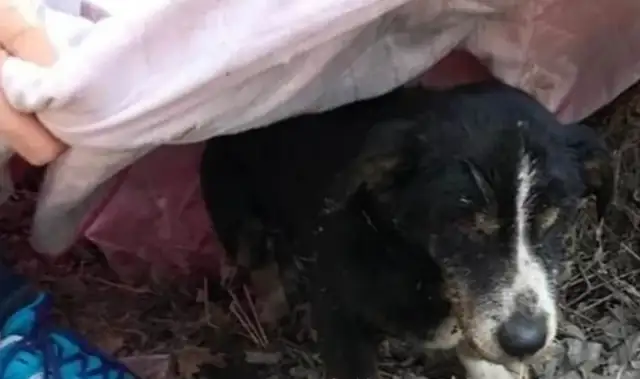 The dog died and was buried