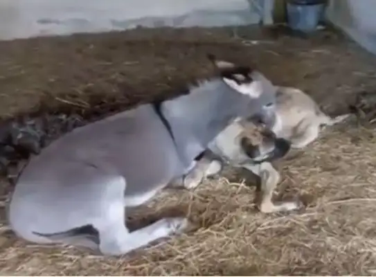 The disabled dog doesn't like it like that, but he knows a friend who's always stuck together