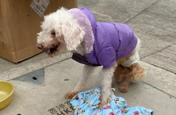 A 14-year-old dog was abandoned in a garbage can at night, for the second time, the last time due to pregnancy;