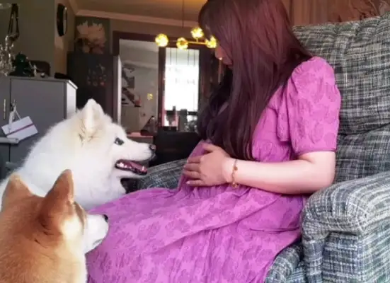 After the dog went blind, I raised a guide dog