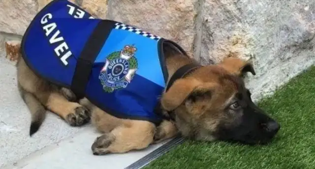 U.S. CIA DOGS WERE