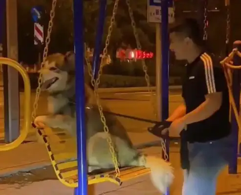 Master Shanxi took the dog to the swing chair, and the picture was so sweet