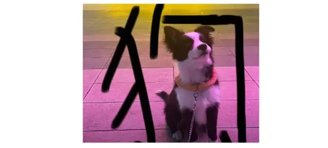 She lied to the dog and had no money. Let him find a nice family. Dog eats green: Mom, I better feed