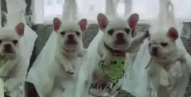 Four bulldog criminal gangs ate dog food, then they were blown up by a pooper