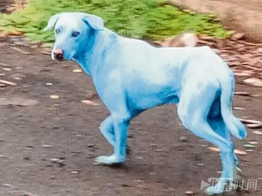 The weird-looking stray dog with blue hair like a monster. The truth is awful
