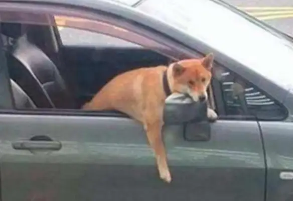 The dog was thrown in the car, the dog got out of his head and the baby was in pain