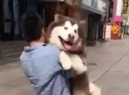 Alaska was jealous that some of the other dogs were hugging, and then it jumped on the master: I asked for a hug