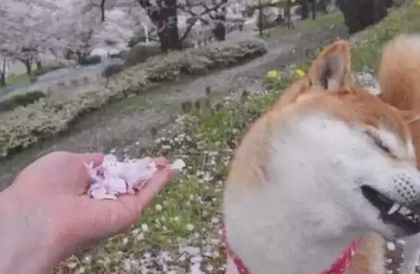 They let the dog smell the petals. The dog immediately refuses to smell them