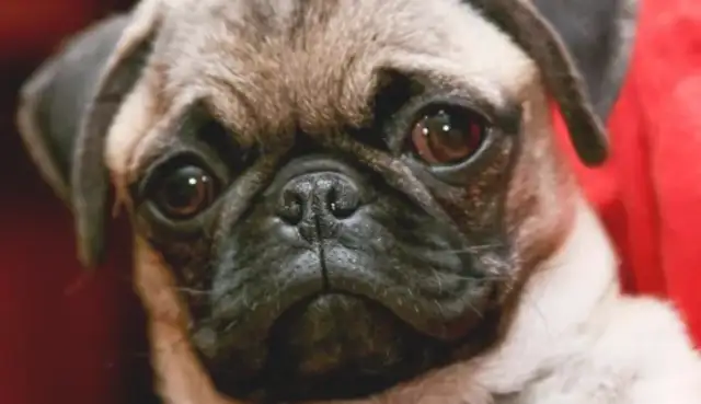 WHEN YOU SEE THE RESULTS, YOU'RE SHOCKED: THIS IS AN ALIEN DOG