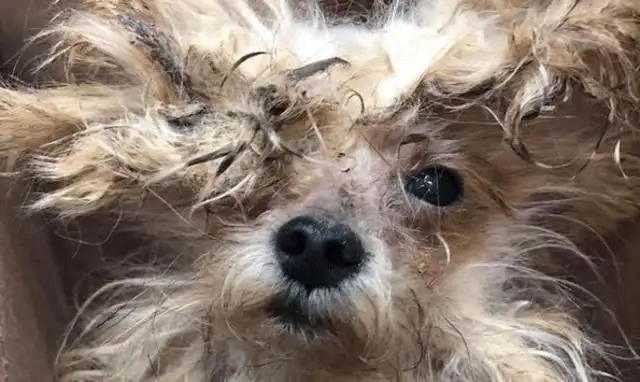 A man who abandoned his dog for nine years, and a hairdresser took care of it to regenerate it