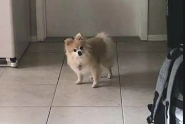 The sick stray dog broke into the yard and opened the door to his own happiness