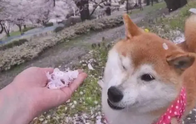 They let the dog smell the petals. The dog immediately refuses to smell them