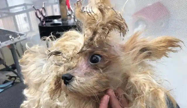 A man who abandoned his dog for nine years, and a hairdresser took care of it to regenerate it