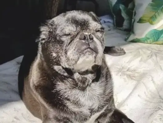WHEN YOU SEE THE RESULTS, YOU'RE SHOCKED: THIS IS AN ALIEN DOG