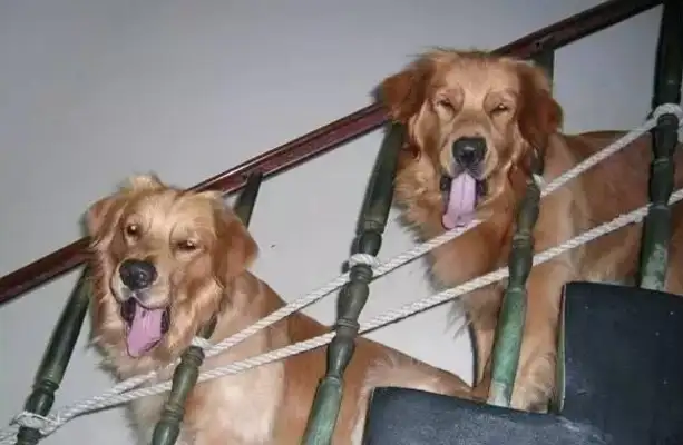 What's going to paralyze little blondie? The 14-year-old golden hair dog was paralyzed by a tumor and the owner pushed his own wheelchair around