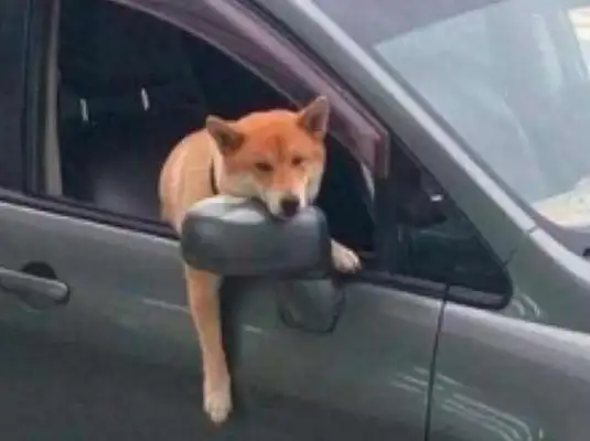 The dog was thrown in the car, the dog got out of his head and the baby was in pain