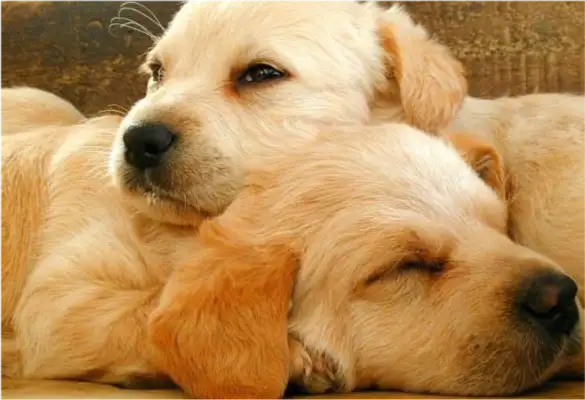 The pet dog bites. What is the responsibility of the dog owner? There are new rules in the Civil Code