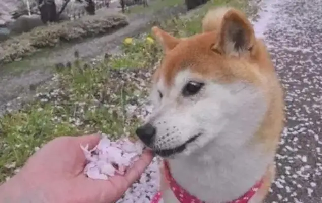 They let the dog smell the petals. The dog immediately refuses to smell them