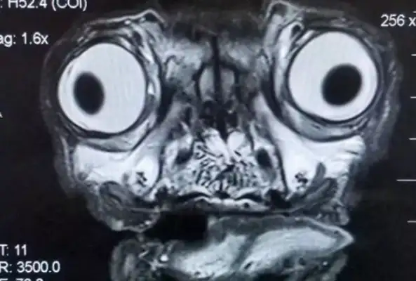 WHEN YOU SEE THE RESULTS, YOU'RE SHOCKED: THIS IS AN ALIEN DOG