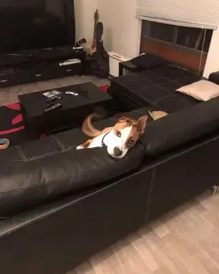 He took the dog to his girlfriend's house and he broke it all up