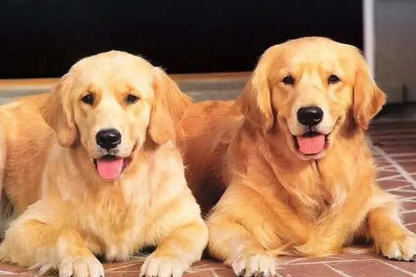 What's going to paralyze little blondie? The 14-year-old golden hair dog was paralyzed by a tumor and the owner pushed his own wheelchair around