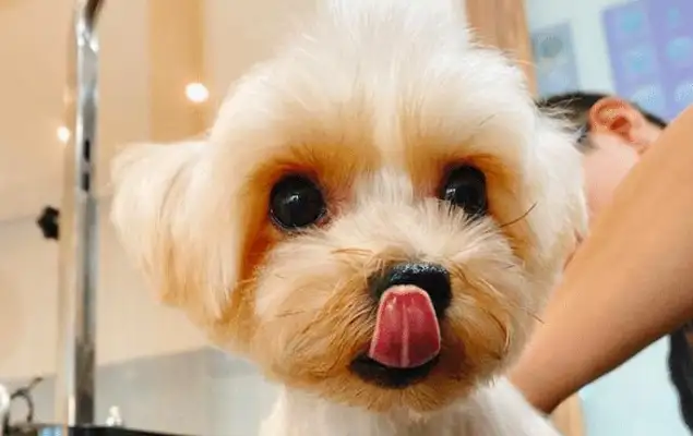 A man who abandoned his dog for nine years, and a hairdresser took care of it to regenerate it