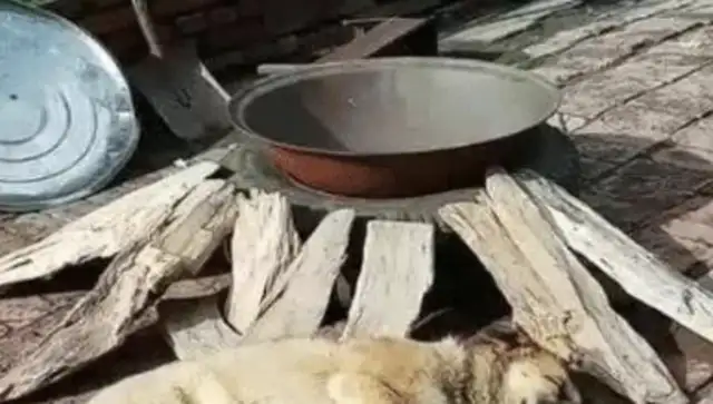 He pretended he was going to cook the dog, and when the rabbit saw it, he climbed into the pot