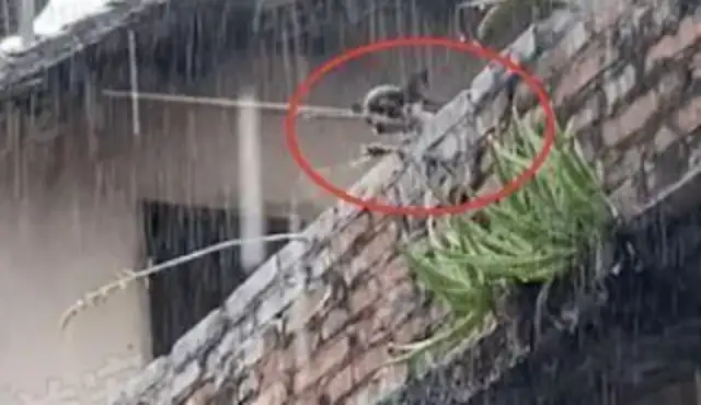 The dog was kept on the roof screaming for help, and the man was in the rain