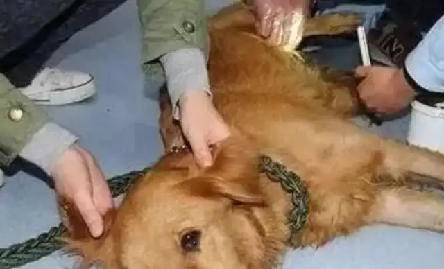 The dog's life was at stake in order to get home, and it came to his home with a few difficulties。