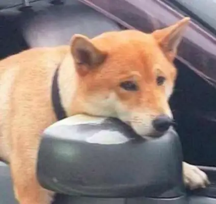 The dog was thrown in the car, the dog got out of his head and the baby was in pain