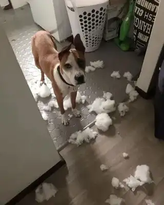 He took the dog to his girlfriend's house and he broke it all up