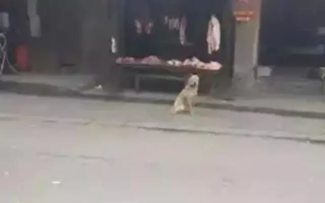 The stray dog sat in front of the meat stand every day and thought he was here to eat, so the boss said, "Come and thank you."