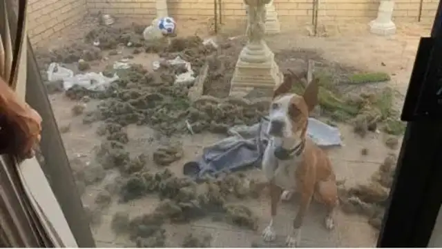 He took the dog to his girlfriend's house and he broke it all up