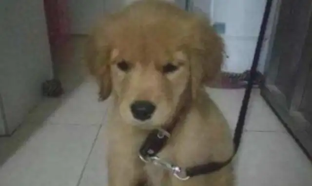 The dog went missing all night and came home in the morning