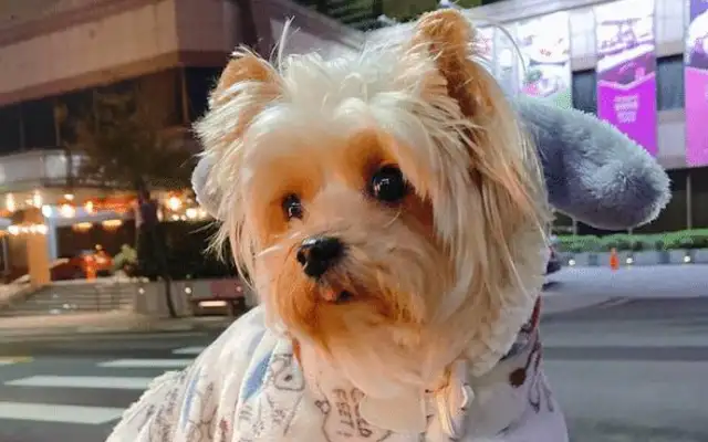 A man who abandoned his dog for nine years, and a hairdresser took care of it to regenerate it